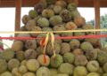 Festival Durian Solok Selatan 2025, Banyak Hadiah dan Makan Durian Gratis 11 Festival Durian Solok Selatan 2025, Banyak Hadiah dan Makan Durian Gratis