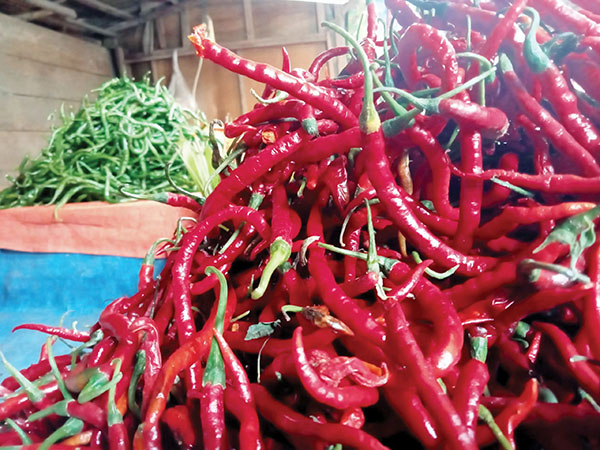 Harga Cabai Merah dan Hijau Akhirnya Turun 1 Harga cabe di Agam menyala di awal tahun 2025