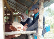 Kasus PMK kembali Ditemukan, Peternak Diminta Jalankan Biosekuriti