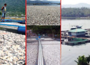 Awal Tahun Kelam bagi Petani Jala Apung di Danau Maninjau, Puluhan Ton Ikan Mati Mendadak