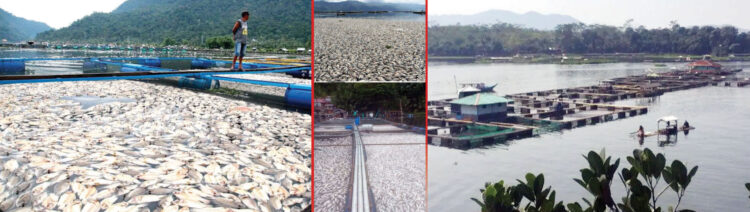 IKAN MATI MENDADAK— Awal tahun 2025 menjadi mimpi buruk bagi para petani jala apung 
di Danau Maninjau. Puluhan ton ikan yang menjadi tumpuan ekonomi mereka mati secara mendadak, diduga akibat kondisi cuaca ekstrem yang melanda kawasan tersebut.