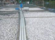 Dampak Kematian Ikan Diawal Tahun, Petani KJA Danau Maninjau Rugi Rp1,87 miliar