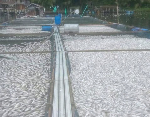 Dampak Kematian Ikan Diawal Tahun, Petani KJA Danau Maninjau Rugi Rp1,87 miliar 1 KERAMBA
JALA APUNG—
Puluhan petani keramba jaring apung di Danau Maninjau, Kabupaten Agam,mengalami kerugian sekitar Rp1,87 miliar dampak kematian ikan secara massal sekitar 75 ton akibat angin kencang melanda daerah itu pada awal 2025.