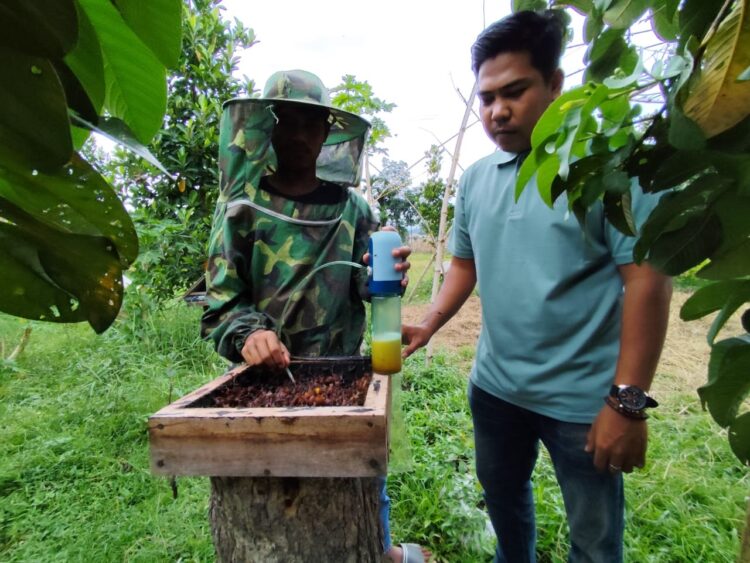 Peternak Madu Galo Galo Terkendala Pemasaran 1 PANEN MADU— Terlihat seorang peternak madu galo galo saat memanen madu. Saat ini para petenak masih terkendala dengan pemasaran madu galo galo ini.