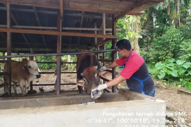Petugas memeriksa kesehatan ternak yang diduga terjangkit PMK di Pariaman