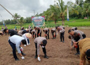 Program Ketahanan Pangan, Polres dan Pemko Tanam Bibit Jagung