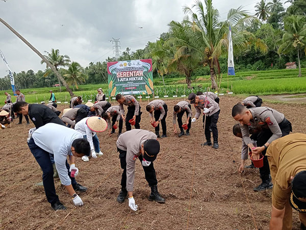 Program Ketahanan Pangan, Polres dan Pemko Tanam Bibit Jagung 1 TANAM—Kapolres Sawahlunto AKBP Purwanto Hari Subekti,S.Sos, PJ Walikota Sawahlunto Fauzan Hasan, Kejari Sawahlunto Andarias D’Orney dan Kadis DKP3 Heni Purwaningsih menanam bibit jagung Pertiwi Tiga dilahan seluas 1 Hektare.