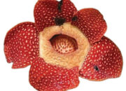 Bunga Langka Rafflesia Arnoldii Mekar dengan Diameter 91 cm