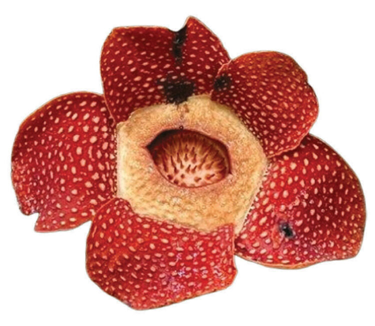 Bunga Langka Rafflesia Arnoldii Mekar dengan Diameter 91 cm 1 MEKAR SEMPURNA— Satu individu bunga langka jenis Rafflesia Arnoldii mekar sempurna di Jorong Sitingkai, Nagari Koto Rantang, Kecamatan Palupuah, Agam.