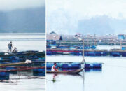 Danau Maninjau jadi Penyumbang Terbesar, Produksi Ikan Air Tawar Agam Capai 33.409 Ton pada 2024