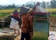 Tanahdatar Optimis Produksi Padi Meningkat Tahun 2025