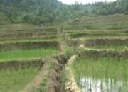 Sepanjang 2024, Kota Sawahlunto Alami Surplus Beras Sebesar 5,280 Ton