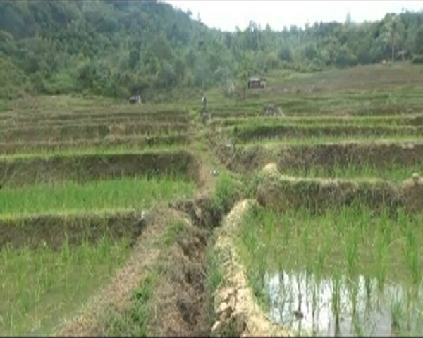 SAWAH—Terlihat areal perswahan milik warga Desa Rantih, Talawi, Sawahlunto siap tanam.