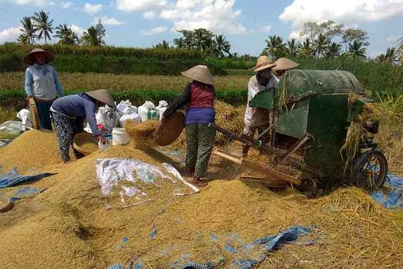 balipostcom harga gabah turun di puncak panen raya 01