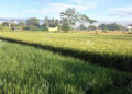 Luas Lahan Sawah Semakin Berkurang di Padang, Produktivitas Mencapai 5,2 Ton Per Hektare 10 Luas Lahan Sawah Semakin Berkurang di Padang, Produktivitas Mencapai 5,2 Ton Per Hektare