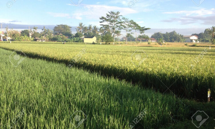 Luas Lahan Sawah Semakin Berkurang di Padang, Produktivitas Mencapai 5,2 Ton Per Hektare 1 ilustrasi lahan persawahan