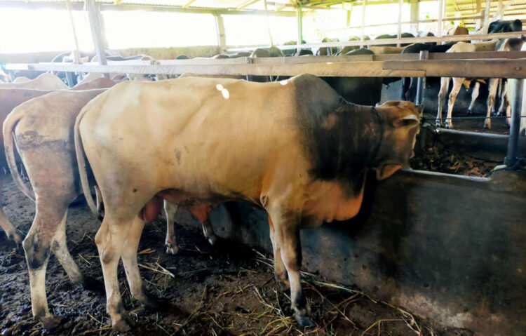 Ada Serangan PMK, Distan Minta Peternak Tak Panik, Yoice Yuliani: Tetap Waspada, Belum Ada Temuan Kasus di Padang 1 peternak diminta jangan panik kasus PMK