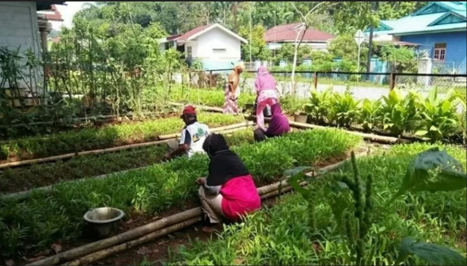 terlihatbwartga di sawahlunto memanfaatkan perkarang rumahnya dengan menanam sayuran sayuran dan