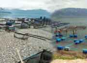 Waspada Kematian Massal, Petani KJA di Danau Maninjau Diminta Tunda Tebar Bibit Ikan