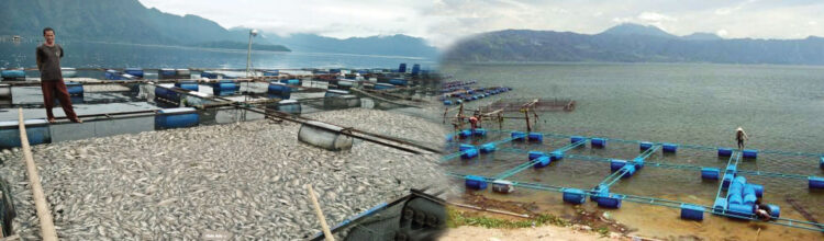 Waspada Kematian Massal, Petani KJA di Danau Maninjau Diminta Tunda Tebar Bibit Ikan 1 Ikan Danau Maninjau