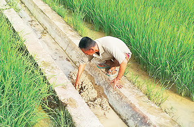 Kualitas Air Bur, Ratusan Petani di Kenagarian Sikabau Terancam Gagal Panen 1 IRIGASI SAWAH— Salah seorang Petani di Bukit Mindawa Kenagarian Sikabau mengambil sedimentasi di irigasi sawahnya.