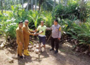 Pemerintah Nagari Lubuk Basung Tebar Bibit Kelapa untuk Masyarakat