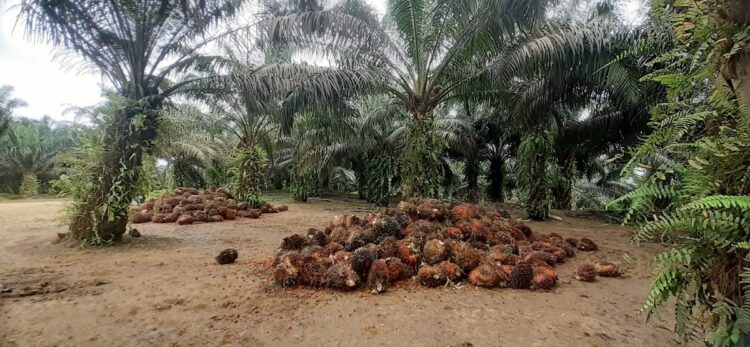 Hanya Salurkan Bantuan Sapi Kurban Sekali Setahun, Walnag: PT AWB Dinilai Tidak Serius Jalankan Amanah UU Tanggung Jawab Sosial Lingkup Perusahaan 1 BEROPERASI— Perkebunan sawit PT. AWB yang beroperasi di tanah ulayat masyarakat Gunung Medan, dinilai tidak memberikan kontribusi kepada masyarakat.