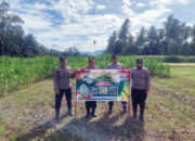 Dukung Ketahanan Pangan, Polres Agam Dorong Warga Manfaatkan Lahan Tidur untuk Tanam Jagung