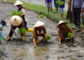 Wujudkan Tanaman Pangan, Wakil Bupati Tanam Padi 10 Wujudkan Tanaman Pangan, Wakil Bupati Tanam Padi