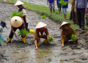Wujudkan Tanaman Pangan, Wakil Bupati Tanam Padi