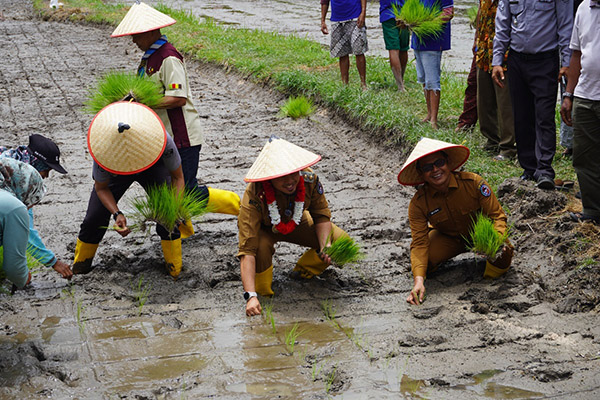 Wujudkan Tanaman Pangan, Wakil Bupati Tanam Padi 1 TANAM PADI— Wakil Bupati Limapuluh Kota melakukan penanaman padi bersama masyarakat dan Kalapas Suliki.