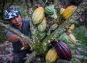 Petani Cokelat Masih Bisa Tersenyum Lega