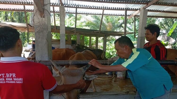Cegah Penyebaran PMK, Pemkab Pasaman Barat Vaksinasi 1.800 Ekor Sapi 1 VAKSINASI—Petugas dari Dinas Peternakan saat melakukan vaksinasi terhadap sapi ternak di Pasbar.