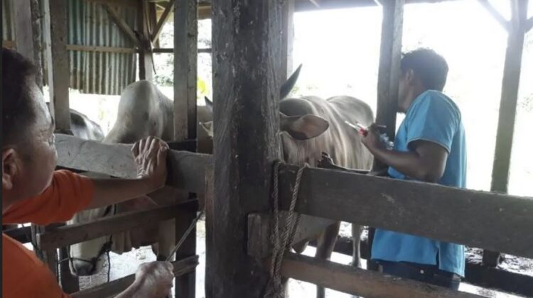 Solok Berhasil Pertahankan Nol Kasus Baru PMK 1 petugas vaksin