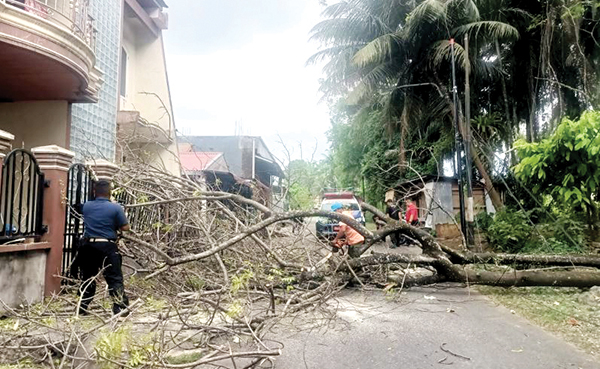 BPBD Kota Padang Imbau Warga Tetap Waspada Cuaca Ekstrem 1 EVAKUASI POHON TUMBANG— Petugas TRC BPBD Padang melakukan evakuasi pohon tumbang yang mengganggu akses jalan perumahan dan menimpa rumah warga di Jalan Komplek Depkes Blok C, Kelurahan Limau ManisSelatan, Kecamatan Pauh.
