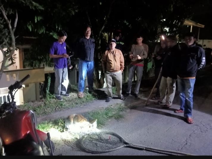 Anjing Gila Mengamuk, Dua Orang Warga Desa Santur Digigit 1 RINGKUS—Terlihat Tim Pemko Sawahlunto berhasl meringkus anjing gila yang sudah menggigit dua orang warga Desa Santur.