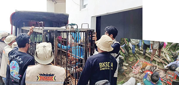 Masuk ke Kandang Perangkap BKSDA, Harimau Kaki Buntung Dievakuasi ke TMSBK 1 EVAKUASI— Tim BKSDA Sumbar bersama Patroli Anak Nagari mengevakuasi harimau yang masuk ke kandang perangkap di
Nagari Tigo Balai, Kecamatan Matur, Kabupaten Agam ke TMSBK Bukittinggi.