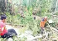 Pohon Pulai Raksasa Tumbang Timpa 3 Rumah di Luki, Satu Penghuni Luka-luka 10 Pohon Pulai Raksasa Tumbang Timpa 3 Rumah di Luki, Satu Penghuni Luka-luka