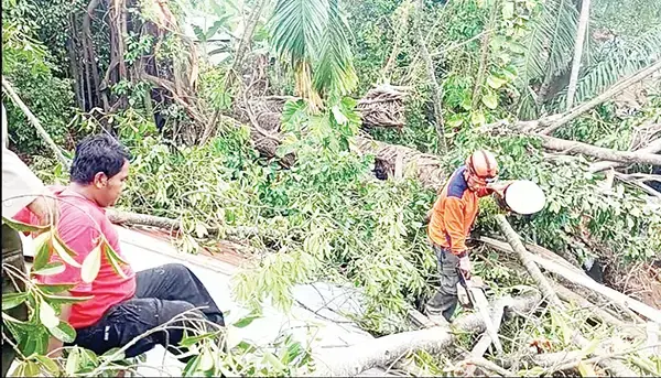 Pohon Pulai Raksasa Tumbang Timpa 3 Rumah di Luki, Satu Penghuni Luka-luka 1 POHON TUMBANG— Petugas BPBD Kota Padang melakukan pembersihan dan evakuasi pohon pulai raksasa yang tumbang dan menimpa 3 rumah warga di Perumahan Darma Panda RT 04 RW 03 No. 10, 11, 12 Kelurahan Koto Lalang, Kecamatan Luki, Senin (24/3).