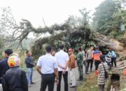 Wali Kota Riyanda Putra, Pimpin Evakuasi Pohon Tumbang yang Menutup Akses Jalan 