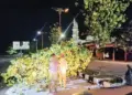 Pohon Baru Tumbang di Jalan Samudera, Akses Jalan Terganggu 10 Pohon Baru Tumbang di Jalan Samudera, Akses Jalan Terganggu
