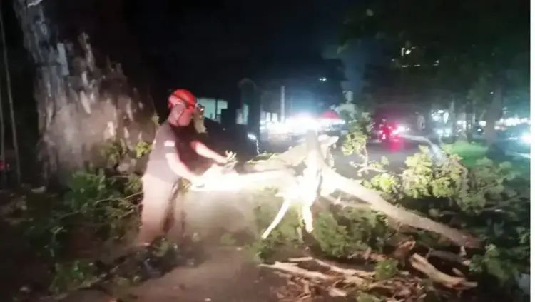 EVAKUASI POHON— TRC dan petugas Pusdalops PB BPBD Kota Padang melakukan evakuasi pohon beringin yang tumbang di Jalan Samudera No. 1, tepatnya di depan markas Denbekang 1/3 A Padang, Selasa (25/3) malam.