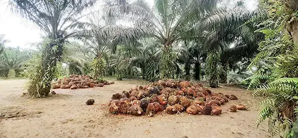 Antrean Panjang di Pabrik hingga Sebabkan TBS Berisiko Membusuk, Apkasindo Dorong Pemkab Dharmasraya Carikan Solusi 1 KELAPA SAWIT— Minimnya Pabrik Kelapa Sawit (PKS) yang dapat menampung tandan buah segar (TBS) dari kebun masyarakat berpotensi rugikan petani sawit yang ada di Dharmasraya.