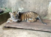 Bayi Harimau Sumatera Lahir di TMSBK Bukittinggi, Diberi Nama Banun Kinantan, Dikasih Susu Dua Kali Sehari