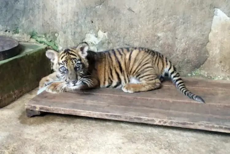 Bayi Harimau Sumatera Lahir di TMSBK Bukittinggi, Diberi Nama Banun Kinantan, Dikasih Susu Dua Kali Sehari 1 PENGHUNI BARU— Seekor bayi harimau Sumatra jadi penghuni baru kebun binatang Taman Margasatwa dan Budaya
Kinantan (TMSBK), Bukittinggi Zoo, Jumat (18/4). bayi Harimau Sumatra jenis Panthera Tigris Sumatrae berjenis kelamin
betina yang diberi nama Banun Kinantan.