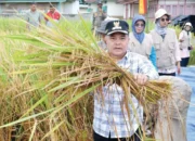 Panen Perdana SPM Banuhampu, Bupati Agam Apresiasi Inovasi Petani Galundi Sepakat