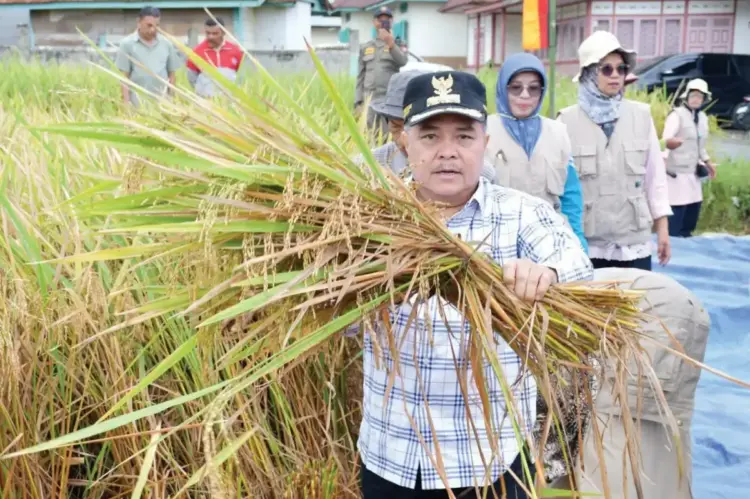 PANEN PADI— Bupati Agam, Benni Warlis, hadiri acara panen perdana di lahan pertanian Sawah Pokok Murah (SPM) Kelompok Tani Galundi Sepakat di Jorong Parik Lintang, Ladang Laweh, Kecamatan Banuhampu, Senin (7/4).