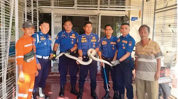 Damkar Evakuasi Ular dari Kantor Nasdem Padang 1 AMANKAN ULAR— Petugas Dinas Kebakaran (Damkar) Kota Padang berhasil mengevakuasi seekor ular yang masuk ke dalam kantor DPD Nasdem Kora Padang, Selasa (29/4) pagi.