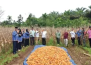 Bersama Bangun Agam Sejahtera, Warga Binaan Lapas II B Lubuk Basung Sukses Panen Jagung