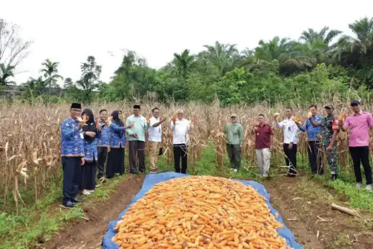 Bersama Bangun Agam Sejahtera, Warga Binaan Lapas II B Lubuk Basung Sukses Panen Jagung 1 PANEN RAYA JAGUNG— Staf Ahli Bupati Bidang Kemasyarakatan dan Sumber Daya Manusia, Roza Syafdefianti melakukan panen raya jagung bersama warga binaan Lapas Kelas II B Lubuk Basung, di lahan pertanian seluas 1 hektare.\